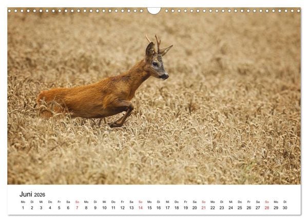 Produktbild: Unsere heimische Tierwelt (Wandkalender 2026 DIN A3 quer), CALVENDO Monatskalender
