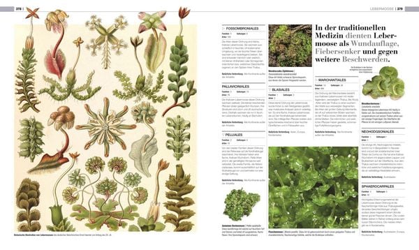 Produktbild: DK Bibliothek. Pflanzen & Pilze