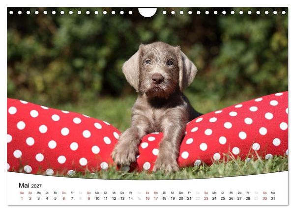Produktbild: Welpen - Puppies (Wandkalender 2027 DIN A4 quer), CALVENDO Monatskalender