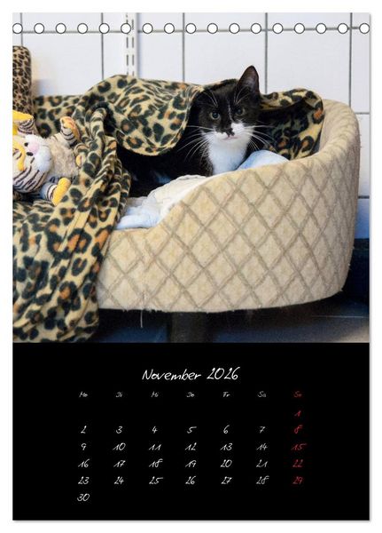 Produktbild: Katzenalltag 2026 (Tischkalender 2026 DIN A5 hoch), CALVENDO Monatskalender