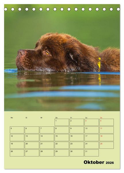 Produktbild: B&auml;rige Freunde - Familienplaner Brauner Neufundl&auml;nder (Tischkalender 2026 DIN A5 hoch), CALVENDO Monatskalender