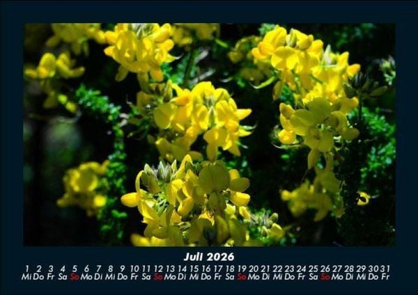 Produktbild: Blumentr&auml;ume 2026 Fotokalender DIN A5