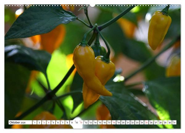 Produktbild: F&uuml;r Chili Liebhaber (hochwertiger Premium Wandkalender 2026 DIN A2 quer), Kunstdruck in Hochglanz