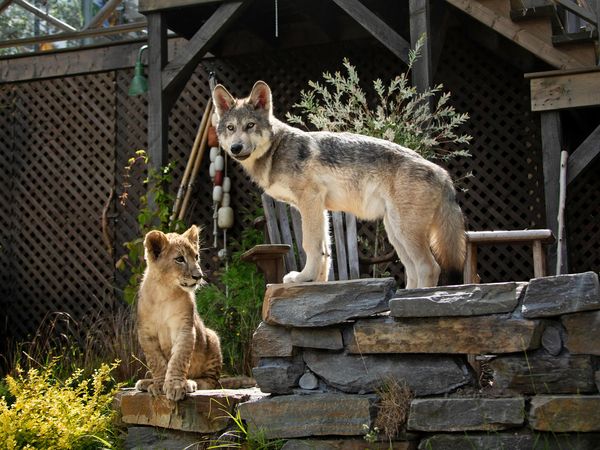 Der Wolf und der Löwe
