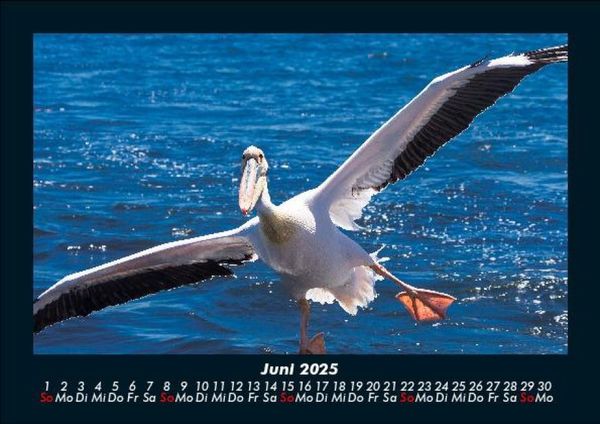 Produktbild: V&ouml;gel 2025 Fotokalender DIN A5