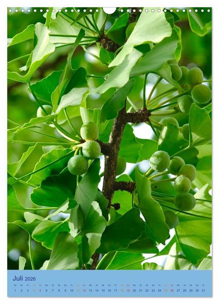 Produktbild: Ginkgo (Wandkalender 2026 DIN A3 hoch), CALVENDO Monatskalender