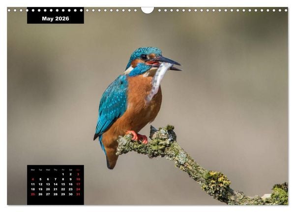 Produktbild: Beautiful birds THE KINGFISHER (Wall Calendar 2026 DIN A3 landscape), CALVENDO 12 Month Wall Calendar