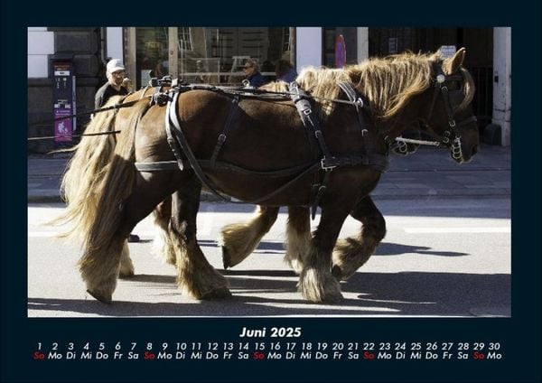 Produktbild: Die Welt der Pferde 2025 Fotokalender DIN A4