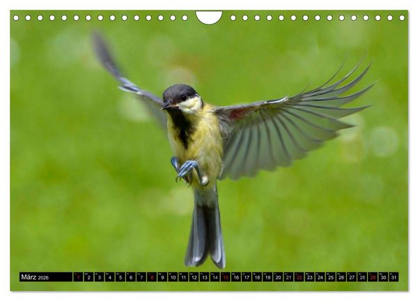 Produktbild: Die Sch&ouml;nheit der Gartenv&ouml;gel im Flug (Wandkalender 2026 DIN A4 quer), CALVENDO Monatskalender