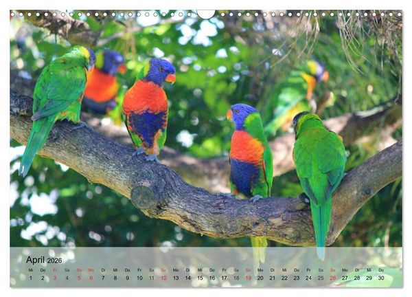 Produktbild: Regenbogen Papageien (Wandkalender 2026 DIN A3 quer), CALVENDO Monatskalender