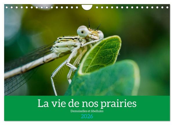 La vie de nos prairies - Demoiselles et libellules (Calendrier mural 2026 DIN A4 vertical), CALVENDO calendrier mensuel