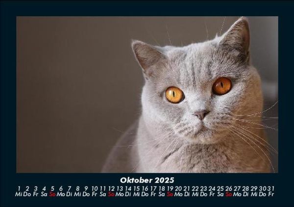 Produktbild: F&uuml;r Katzenfreunde 2025 Fotokalender DIN A5