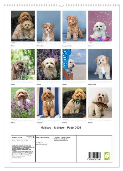 Produktbild: Maltipoo - Malteser - Pudel 2026 (hochwertiger Premium Wandkalender 2026 DIN A2 hoch), Kunstdruck in Hochglanz