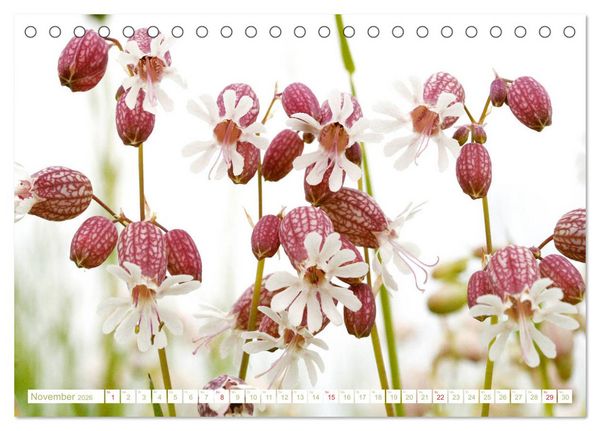 Produktbild: Wundersch&ouml;ne Wildblumen (Tischkalender 2026 DIN A5 quer), CALVENDO Monatskalender