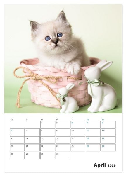 Produktbild: Heilige Birma Kitten Kalender mit Planer (Tischkalender 2026 DIN A5 hoch), CALVENDO Monatskalender