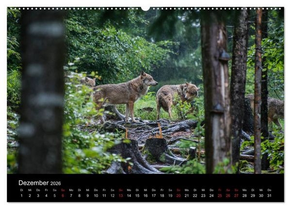 Produktbild: Bayerischer Wald (Wandkalender 2026 DIN A2 quer), CALVENDO Monatskalender