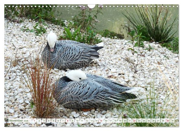 Produktbild: Tierisch gut: Wasserv&ouml;gel (Wandkalender 2026 DIN A3 quer), CALVENDO Monatskalender