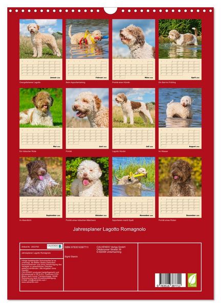 Produktbild: Jahresplaner Lagotto Romagnolo (Wandkalender 2026 DIN A3 hoch), CALVENDO Monatskalender