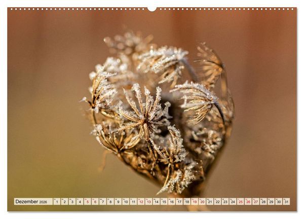 Produktbild: Mikrokosmos im Garten (hochwertiger Premium Wandkalender 2026 DIN A2 quer), Kunstdruck in Hochglanz