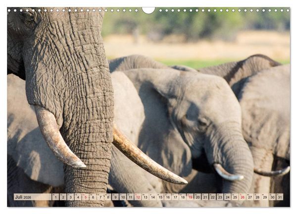 Produktbild: Elefanten - Sanfte Riesen Afrikas (Wandkalender 2026 DIN A3 quer), CALVENDO Monatskalender