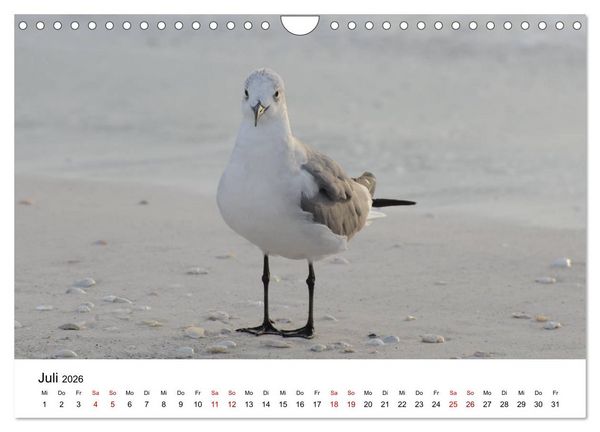 Produktbild: M&ouml;wen am Meer (Wandkalender 2026 DIN A4 quer), CALVENDO Monatskalender