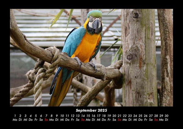 Produktbild: Vogelparadies 2025 Fotokalender DIN A3