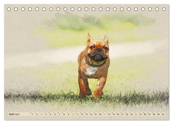 Produktbild: Franz&ouml;sische Bulldoggen (Tischkalender 2027 DIN A5 quer), CALVENDO Monatskalender
