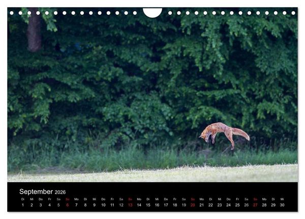 Produktbild: F&uuml;chse in freier Natur (Wandkalender 2026 DIN A4 quer), CALVENDO Monatskalender