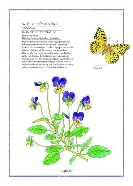 Produktbild: Lavendel, Lilie, L&ouml;wenzahn