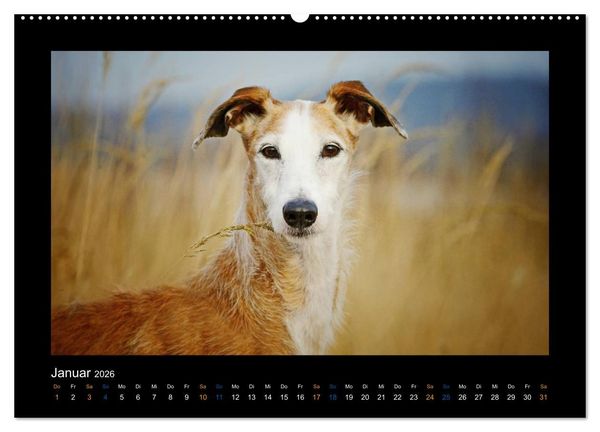 Produktbild: Windhund bunt (Wandkalender 2026 DIN A2 quer), CALVENDO Monatskalender