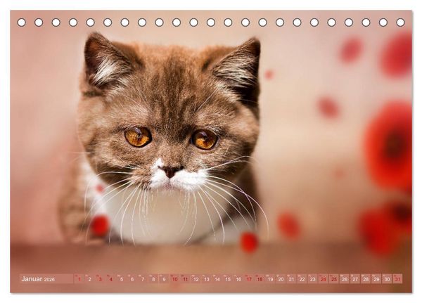 Produktbild: Kittens - Britisch Kurzhaar Katzenkinder (Tischkalender 2026 DIN A5 quer), CALVENDO Monatskalender