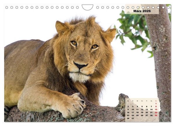 Produktbild: Raubkatzen - L&ouml;we, Gepard, Leopard (Wandkalender 2026 DIN A4 quer), CALVENDO Monatskalender