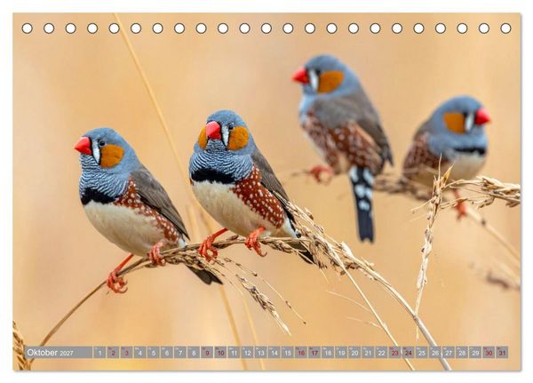 Produktbild: Zebrafinken Abenteuer (Tischkalender 2027 DIN A5 quer), CALVENDO Monatskalender