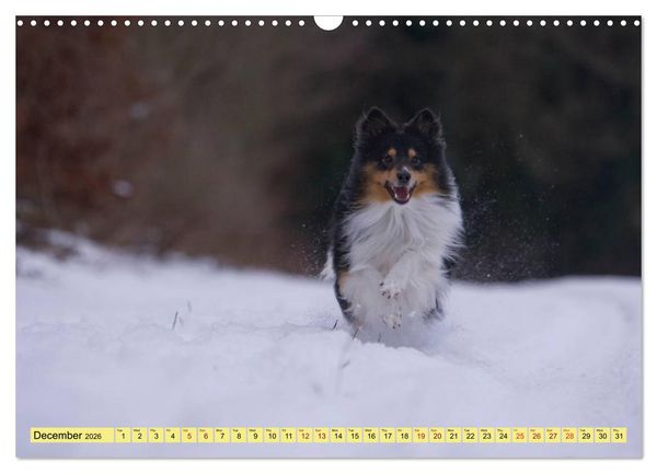 Produktbild: Shetland Sheepdogs - Sweet little charmers (Wall Calendar 2026 DIN A3 landscape), CALVENDO 12 Month Wall Calendar
