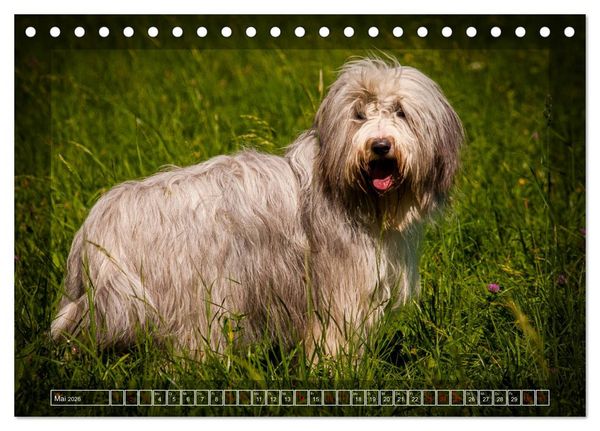 Produktbild: Bearded Collie, mein Freund (Tischkalender 2026 DIN A5 quer), CALVENDO Monatskalender