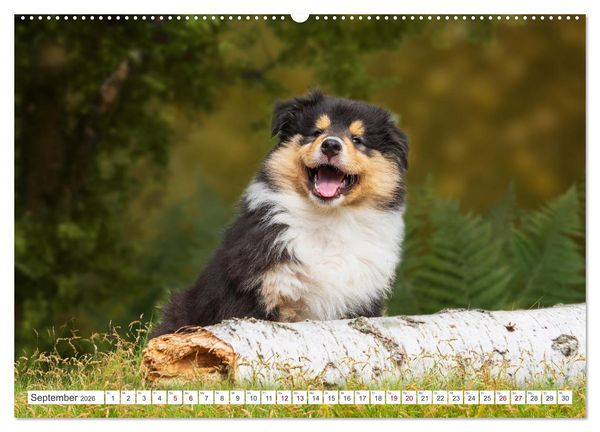 Produktbild: Collies - die sch&ouml;nsten Hunde der Welt (hochwertiger Premium Wandkalender 2026 DIN A2 quer), Kunstdruck in Hochglanz