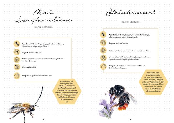 Produktbild: Bienengl&uuml;ck im Garten &ndash; Das illustrierte Gartenbuch