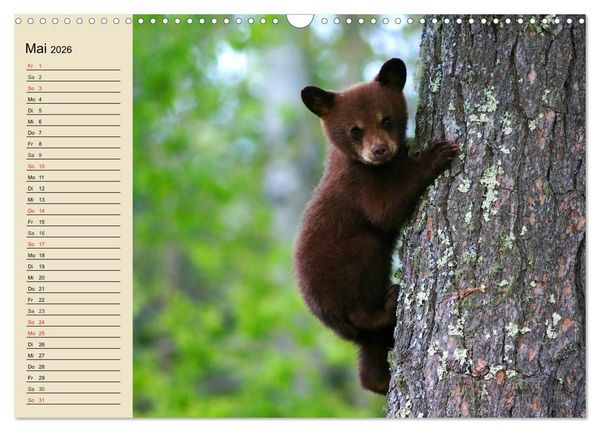 Produktbild: B&auml;ren (Wandkalender 2026 DIN A3 quer), CALVENDO Monatskalender