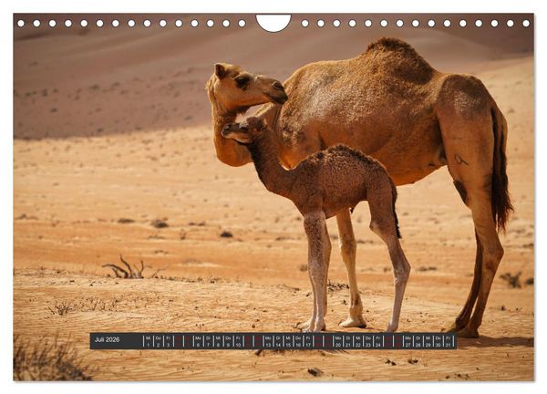 Produktbild: OMAN Offroad Travel Log (Wandkalender 2026 DIN A4 quer), CALVENDO Monatskalender