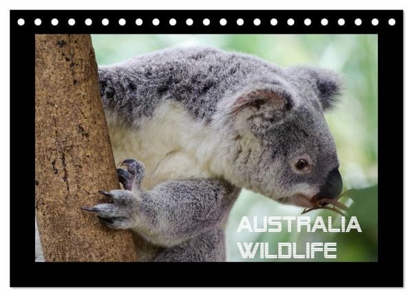 Australia Wildlife (Tischkalender 2026 DIN A5 quer), CALVENDO Monatskalender