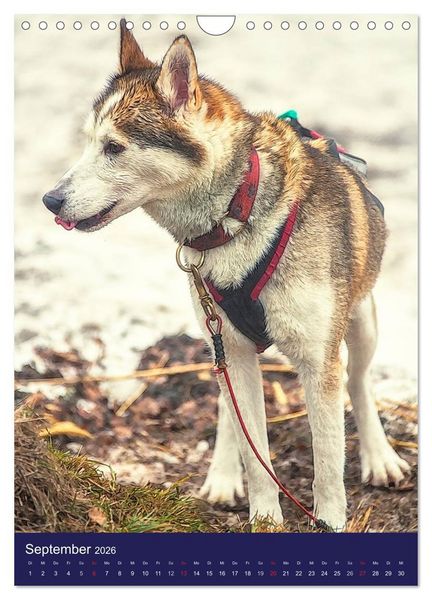 Produktbild: Huskies - Artwork (Wandkalender 2026 DIN A4 hoch), CALVENDO Monatskalender