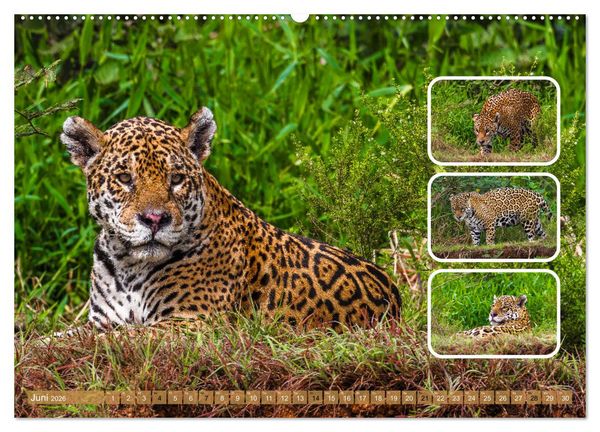Produktbild: Raubkatzen - gro&szlig; & klein (Wandkalender 2026 DIN A2 quer), CALVENDO Monatskalender