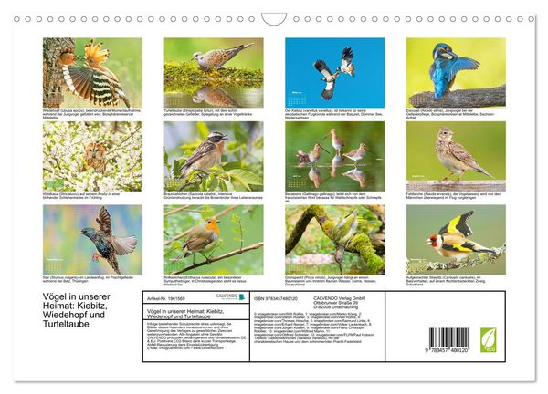 Produktbild: V&ouml;gel in unserer Heimat: Kiebitz, Wiedehopf und Turteltaube (Wandkalender 2026 DIN A3 quer), CALVENDO Monatskalender