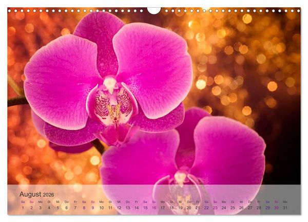 Produktbild: Phalaenopsis - die zauberhafte Welt der Orchideen (Wandkalender 2026 DIN A3 quer), CALVENDO Monatskalender