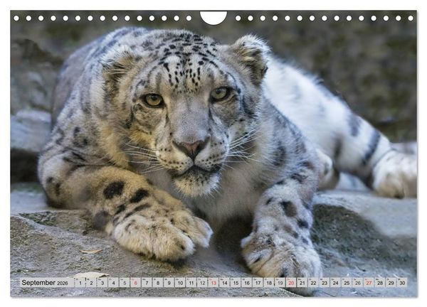 Produktbild: Schneeleoparden. Perfekte Raubkatzen-Sch&ouml;nheiten (Wandkalender 2026 DIN A4 quer), CALVENDO Monatskalender