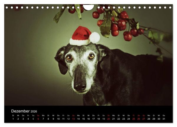 Produktbild: Der Windhundekalender (Wandkalender 2026 DIN A4 quer), CALVENDO Monatskalender