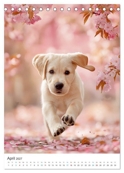 Produktbild: Mein Jahr mit Labradoren (Tischkalender 2027 DIN A5 hoch), CALVENDO Monatskalender