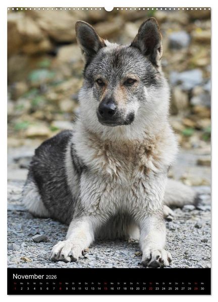 Produktbild: Faszination Wolfhund (hochwertiger Premium Wandkalender 2026 DIN A2 hoch), Kunstdruck in Hochglanz