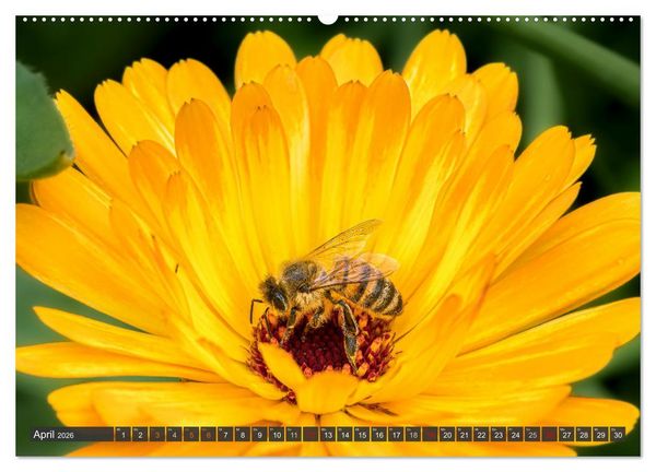 Produktbild: Sehe die Bienen (Wandkalender 2026 DIN A2 quer), CALVENDO Monatskalender
