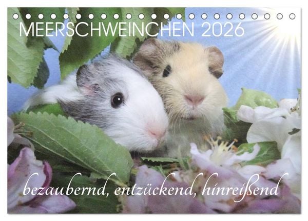 Meerschweinchen 2026 - bezaubernd, hinreißend, entzückend (Tischkalender 2026 DIN A5 quer), CALVENDO Monatskalender